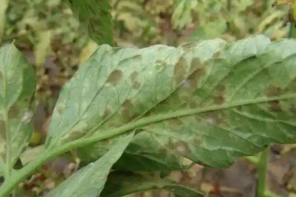 用什么药防治叶霉病，克菌丹、咯菌腈、百菌清等药物均可使用