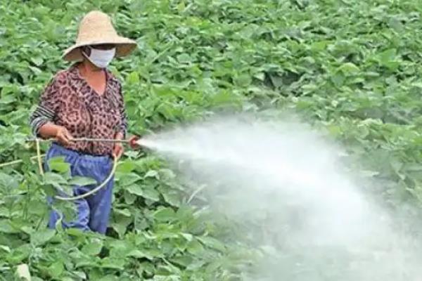用什么药防治叶霉病，克菌丹、咯菌腈、百菌清等药物均可使用
