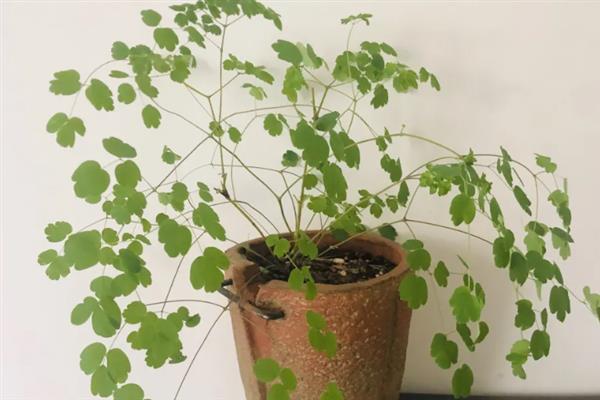 唐松草怎么养殖，幼苗期主施氮肥