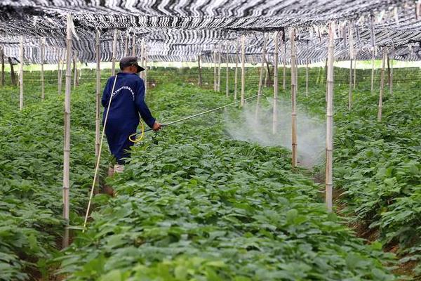 用什么药防治叶霉病，克菌丹、咯菌腈、百菌清等药物均可使用