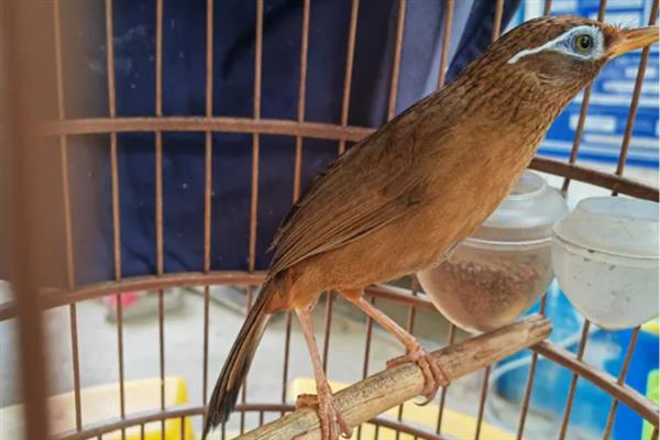 怎么快速养熟画眉鸟,亲自喂食可以培养信任