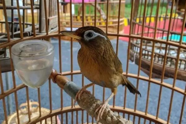 怎么快速养熟画眉鸟,亲自喂食可以培养信任