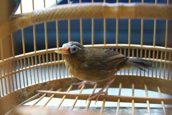 怎么快速养熟画眉鸟,亲自喂食可以培养信任