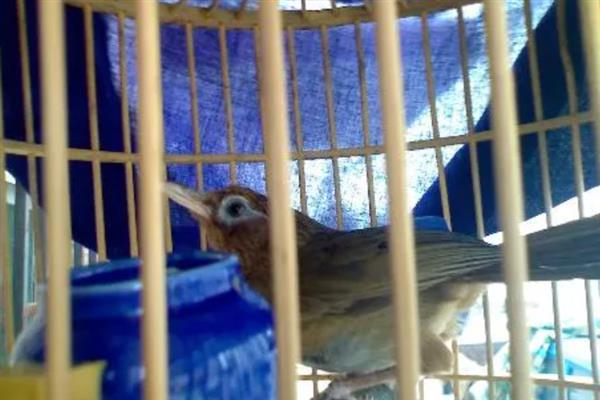 怎么快速养熟画眉鸟,亲自喂食可以培养信任