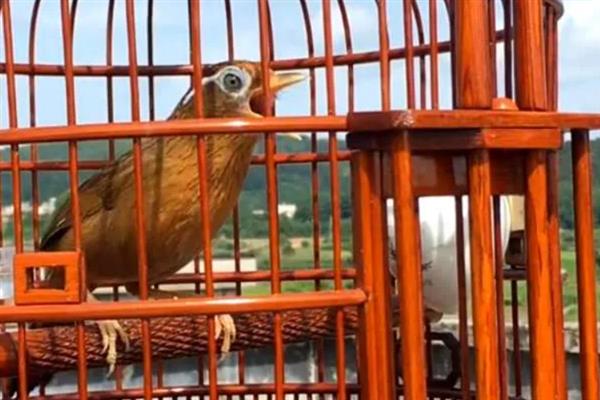 怎么快速养熟画眉鸟,亲自喂食可以培养信任