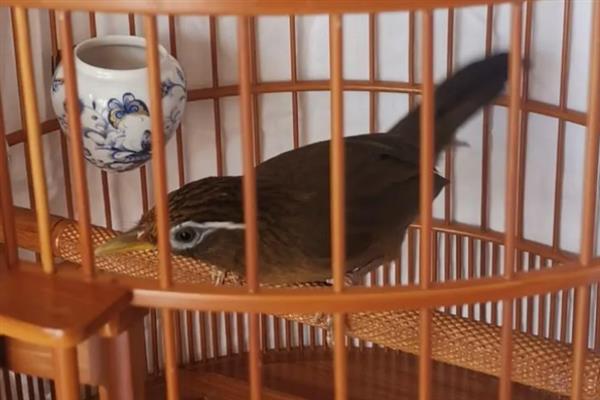 怎么快速养熟画眉鸟,亲自喂食可以培养信任