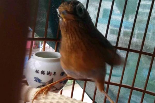 怎么快速养熟画眉鸟,亲自喂食可以培养信任