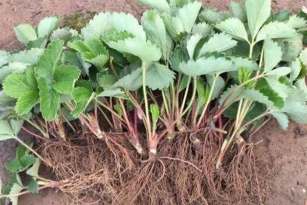 天仙醉草莓苗的品种介绍，株高约在22厘米左右