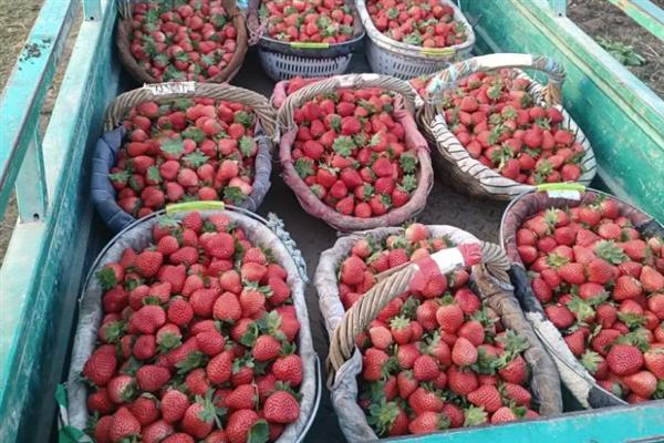 天仙醉草莓苗的品种介绍，株高约在22厘米左右