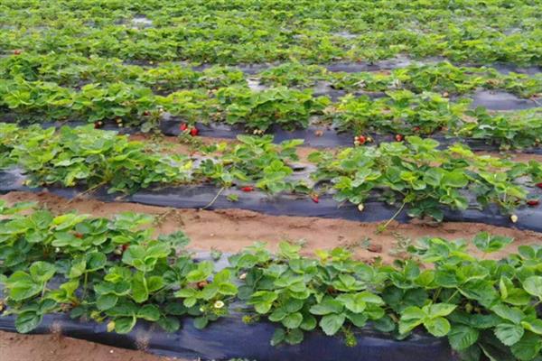 天仙醉草莓苗的品种介绍，株高约在22厘米左右