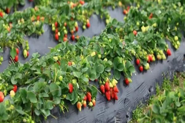 天仙醉草莓苗的品种介绍，株高约在22厘米左右