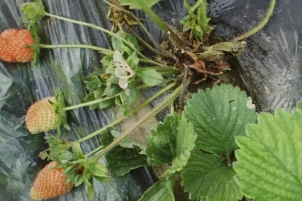 天仙醉草莓苗的品种介绍，株高约在22厘米左右