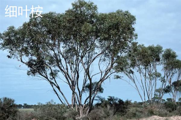 什么品种的桉树苗好，推荐蓝桉、大叶桉、细叶桉等