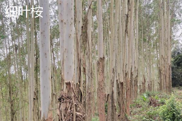 什么品种的桉树苗好，推荐蓝桉、大叶桉、细叶桉等