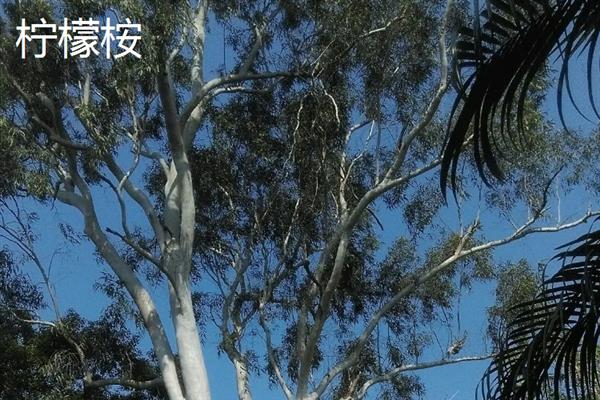 什么品种的桉树苗好，推荐蓝桉、大叶桉、细叶桉等