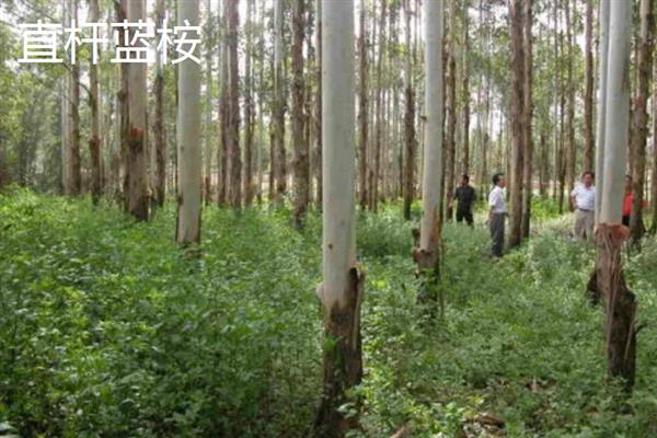 什么品种的桉树苗好，推荐蓝桉、大叶桉、细叶桉等