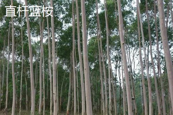 什么品种的桉树苗好，推荐蓝桉、大叶桉、细叶桉等