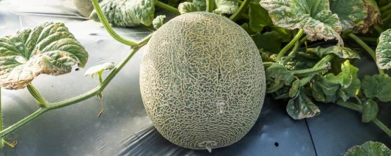 哈密瓜怎么种植，膨大期每隔1个星期灌一次水