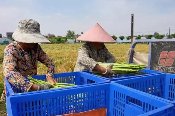 芦笋的采收次数，一年可以采收两次