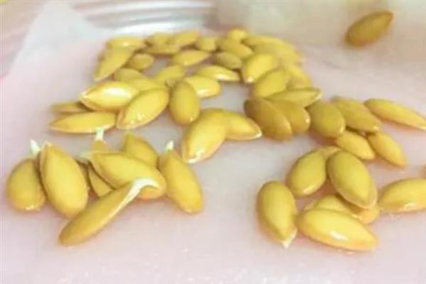 哈密瓜怎么种植，膨大期每隔1个星期灌一次水