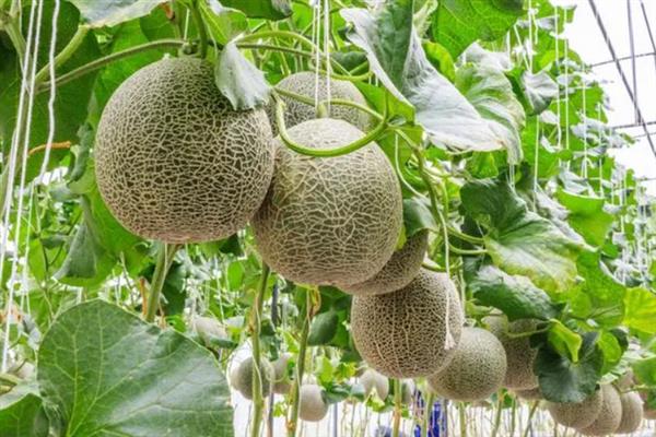 哈密瓜怎么种植，膨大期每隔1个星期灌一次水