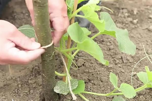 哈密瓜怎么种植，膨大期每隔1个星期灌一次水