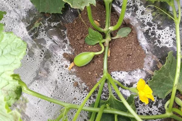 哈密瓜怎么种植，膨大期每隔1个星期灌一次水