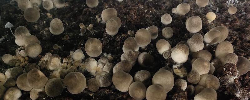 蘑菇长出来要多久，草菇只需20天左右