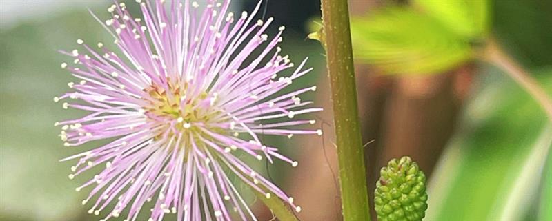 含羞草会开花吗，花期在7-10月份