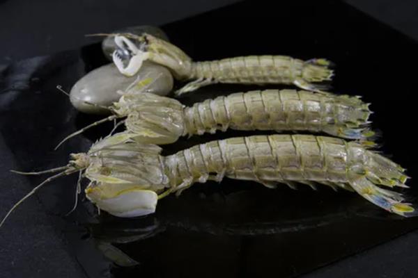 皮皮虾是海里的还是河里的，是海洋内的节肢动物