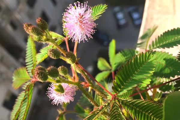 含羞草会开花吗，花期在7-10月份