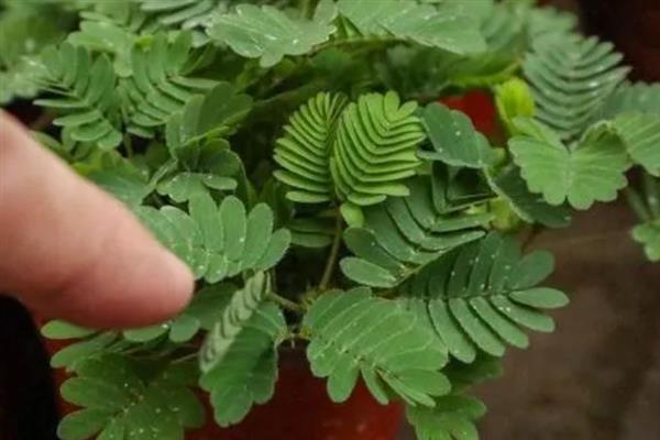 含羞草会开花吗，花期在7-10月份