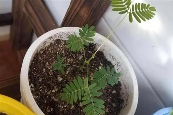 含羞草会开花吗，花期在7-10月份