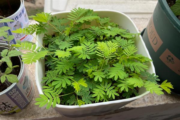 含羞草会开花吗，花期在7-10月份