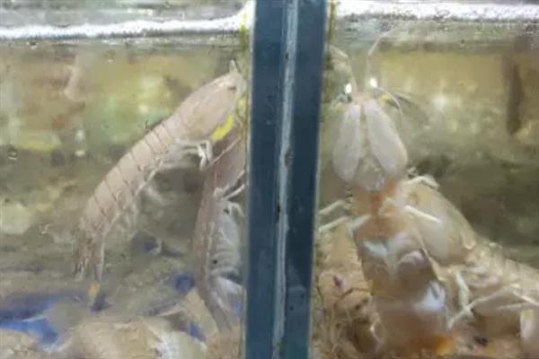 皮皮虾是海里的还是河里的，是海洋内的节肢动物