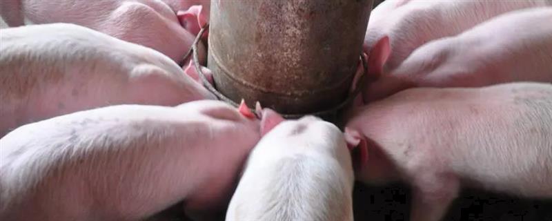 育肥猪一天的采食量，等于实际体重乘以系数