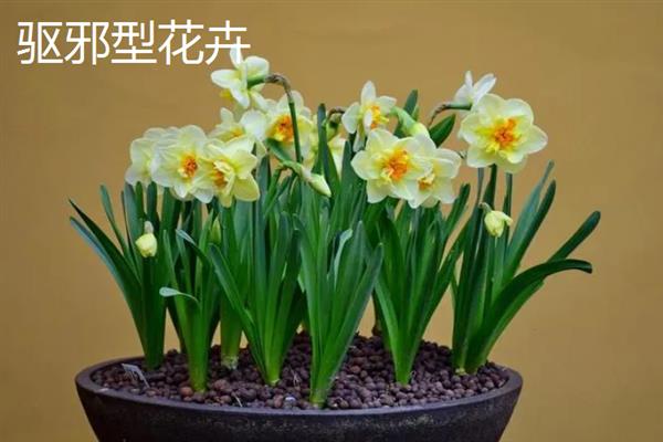 哪类花卉适合养在办公室中，芳香型、聚财型、驱邪型和绿化型品种均是不错的选择