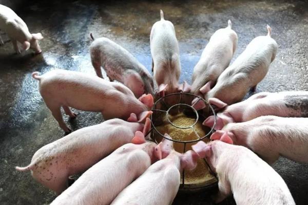 育肥猪一天的采食量，等于实际体重乘以系数
