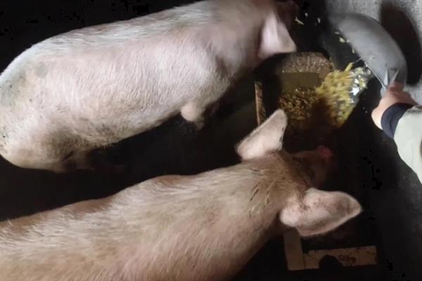 育肥猪一天的采食量，等于实际体重乘以系数