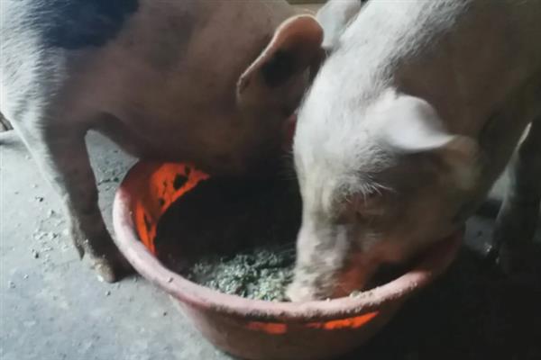 育肥猪一天的采食量，等于实际体重乘以系数