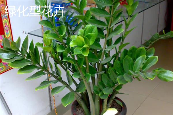 哪类花卉适合养在办公室中，芳香型、聚财型、驱邪型和绿化型品种均是不错的选择