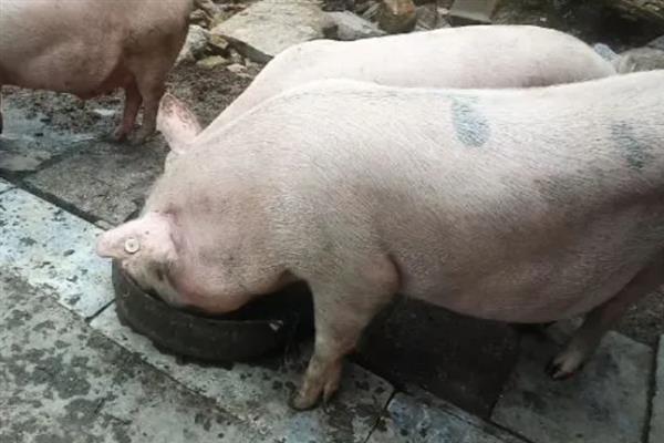 育肥猪一天的采食量，等于实际体重乘以系数