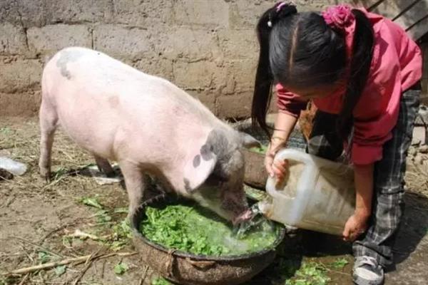 育肥猪一天的采食量，等于实际体重乘以系数