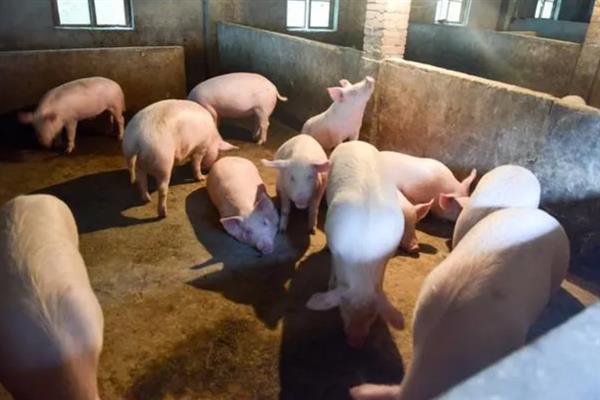 育肥猪一天的采食量，等于实际体重乘以系数