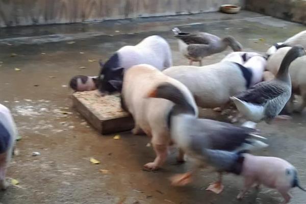 育肥猪一天的采食量，等于实际体重乘以系数