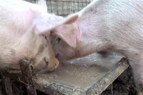 育肥猪一天的采食量，等于实际体重乘以系数
