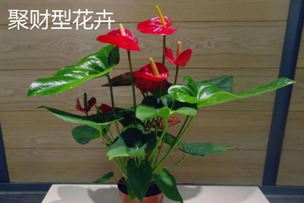 哪类花卉适合养在办公室中，芳香型、聚财型、驱邪型和绿化型品种均是不错的选择