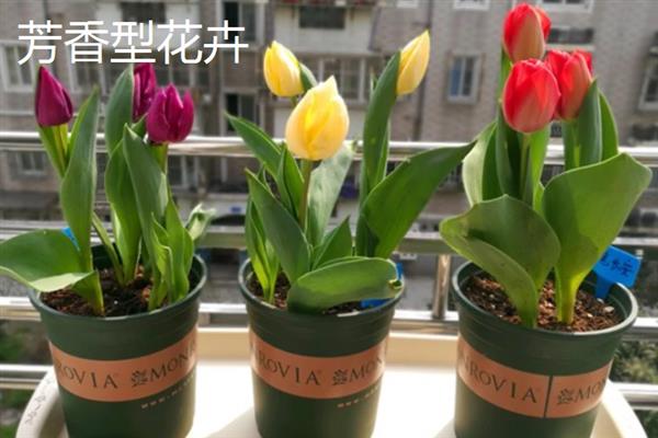 哪类花卉适合养在办公室中，芳香型、聚财型、驱邪型和绿化型品种均是不错的选择