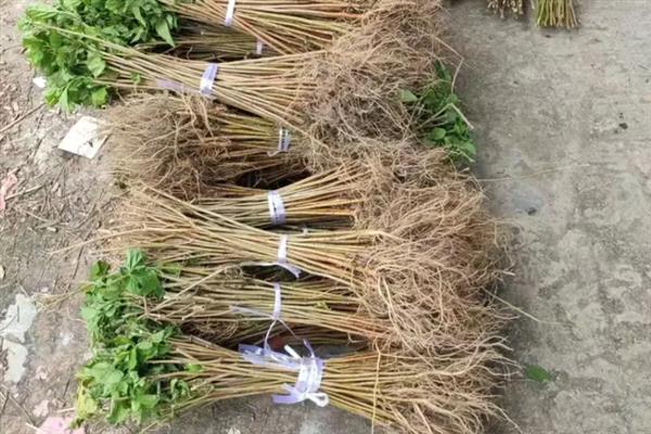 如何综合防治桑疫病,需加强桑园治虫工作
