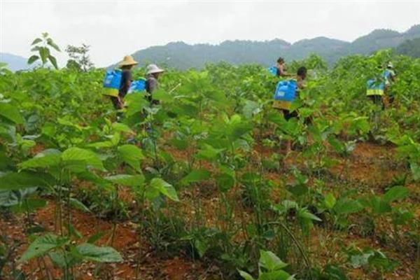 如何综合防治桑疫病,需加强桑园治虫工作